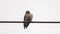 Ashy Woodswallow on Rubber Wire