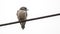 Ashy Woodswallow on Rubber Wire