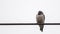 Ashy Woodswallow on Rubber Wire