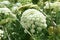 Asia agriculture field, carrot flower