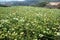 Asia agriculture field, carrot flower