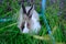 Asia beautiful rabbits on green grass field.