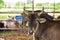 Asia  black cows inside farm fence at farm