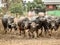 Asia buffalo herd