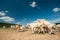 Asia Cattle and cloudy sky, Group of Cows