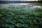 Asia China, Beijing, Old Summer Palace, lotus pond