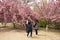 Asia Chinese, Beijing, Yuyuantan Park,The flower garden, cherry,