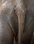 Asia Elephant Backside