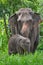 Asia elephant mother and baby in forest