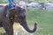 asia elephant taking a bath