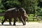 Asia Elephants in Thailand.