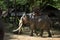 Asia Elephants in Thailand.