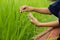 Asia farmer checking his crop, rice plant with touching leaves