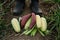 Asia farmer and organic product at farm