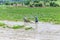 Asia Farmer using tiller tractor in rice field