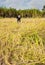 Asia farmers harvesting rice