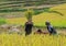 Asia farmers working on terraced rice fields