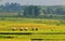 Asia farmers working on terraced rice fields