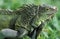 ASIA INDONESIA BALI ANIMAL REPTIL IGUANA