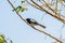 Asia magpie, Asian magpie, Common magpie Pica pica bird perchi
