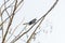 Asia magpie, Asian magpie, Common magpie Pica pica bird perchi
