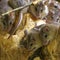 Asia Minor spiny mice