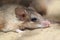 Asia Minor spiny mouse