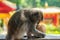 Asia monkey wildlife