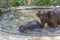 Asia mother and baby elephant.