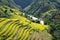 Asia rice field by harvesting season in Mu Cang Chai district, Yen Bai, Vietnam. Terraced paddy fields are used widely in rice, wh