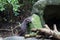 Asia Small Clawed Otter 4