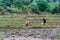 ASIA Southeast Asia Woman farmer Fishing