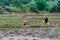 ASIA Southeast Asia Woman farmer Fishing