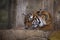 An Asia tiger is sleeping in his habitat