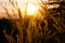 Asia Wild Grass flowers in sunset time