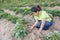 Asia woman farmer harvesting sweet potato