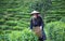 Asia women were picking tea leaves at a tea