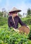 Asia women were picking tea leaves at a tea plantation
