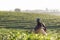 Asia worker farmer women were picking tea leaves for traditions in the sunrise morning at tea plantation nature,