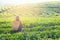 Asia worker farmer women were picking tea leaves for traditions in the sunrise morning at tea plantation nature, Thailand.