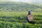 Asia worker women were picking tea leaves for traditions