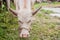 Asian albino buffalo.