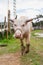 Asian albino buffalo.