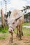 Asian albino buffalo.