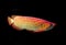 Asian Arowana fish