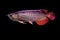 Asian Arowana fish on black background