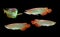 Asian Arowana fish on black background