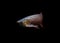 Asian Arowana fish on black background