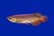 Asian Arowana fish,dragon fish