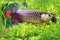 Asian arowana, Scleropages formosus, the dragon fish